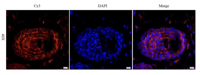 LHCGR antibody