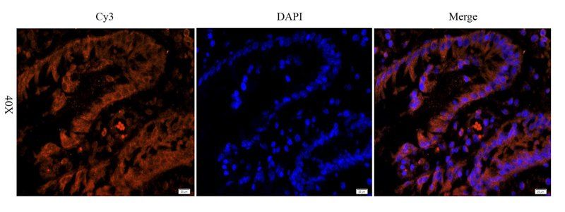 LHCGR antibody