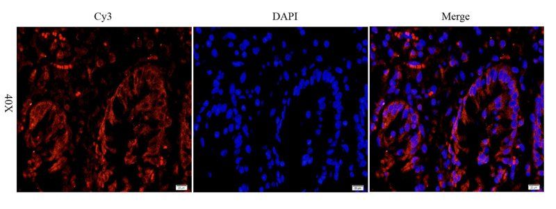 LHCGR antibody