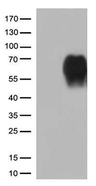 LHX2 Antibody