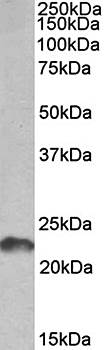 LIF (aa28-39) Antibody