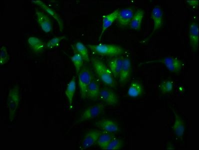 LIFR Antibody