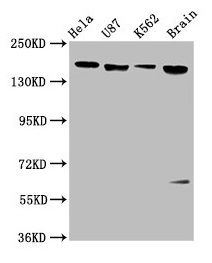 LIFR antibody