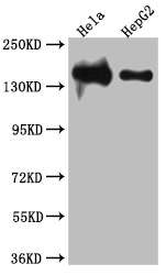 LIG1 antibody