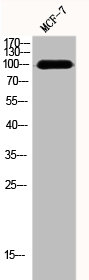 LIG3 antibody