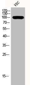 LIG4 antibody