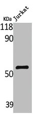 LILRA1 antibody