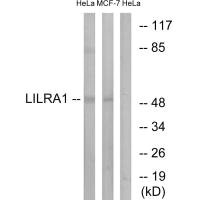 LILRA1 antibody