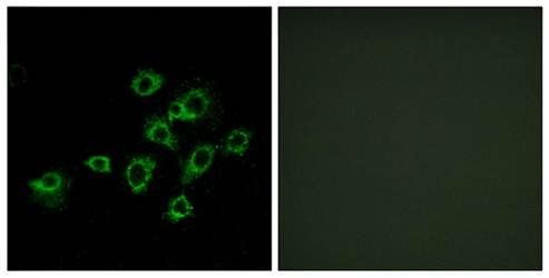 LILRA1 antibody