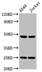 LILRA3 antibody