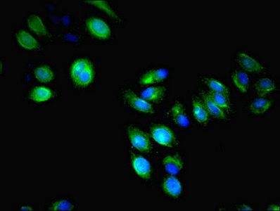 LILRA4 antibody