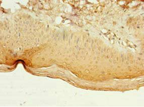 LILRA4 antibody