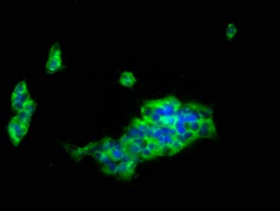 LILRB1 antibody