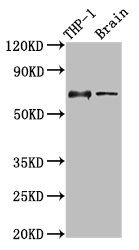 LILRB1 antibody
