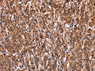 LILRB1 Antibody