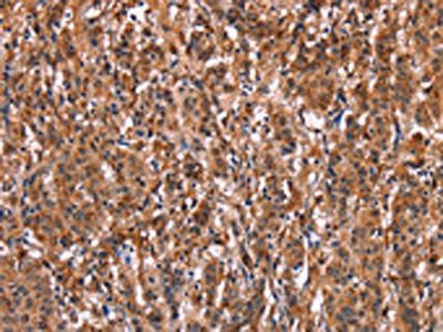 LILRB1 antibody