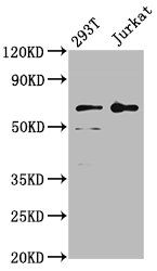 LILRB2 antibody