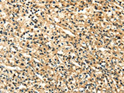 LILRB2 antibody