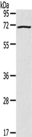 LILRB2 antibody