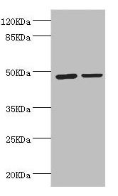 LILRB4 antibody
