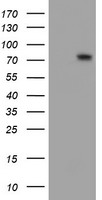 LIM Kinase 1 Antibody