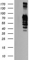 LIM Kinase 1 Antibody