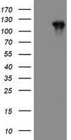 LIM Kinase 1 Antibody