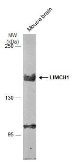 LIMCH1 antibody [C2C3], C-term
