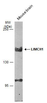 LIMCH1 antibody