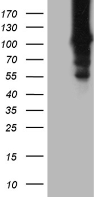 LIME1 Antibody