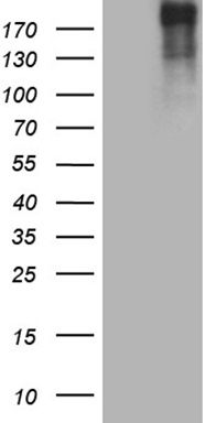 LIME1 Antibody