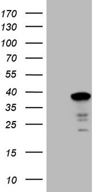 LIME1 Antibody