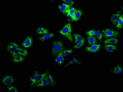 LIME1 antibody