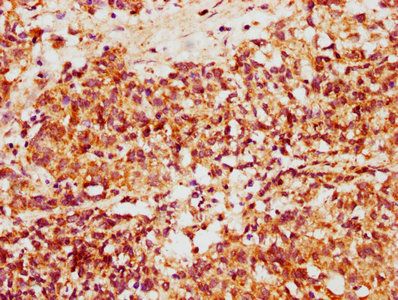 LIME1 Antibody