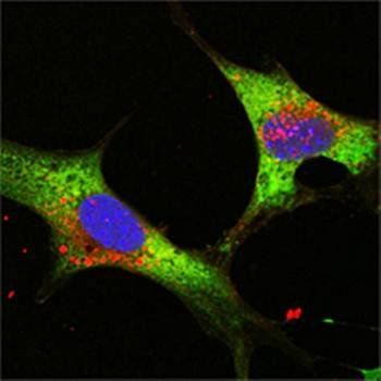 LIN28 Antibody