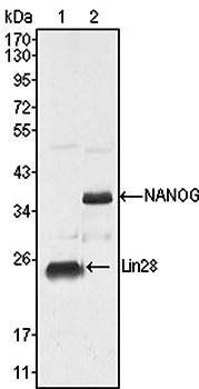 LIN28 Antibody