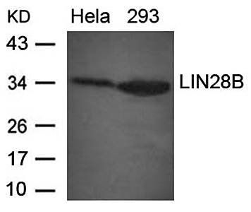 LIN28B Rabbit Polyclonal Antibody