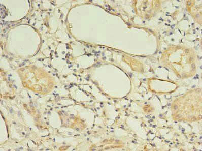 LIN37 Antibody