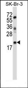 LIN52 antibody