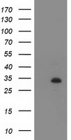 LIN7 Antibody