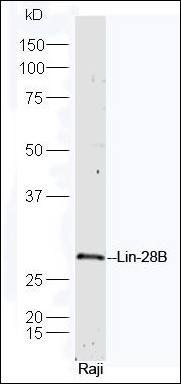 Lin 28B antibody