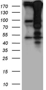 FLJ33360 Antibody