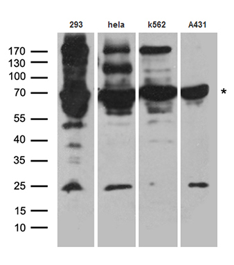FLJ33360 Antibody