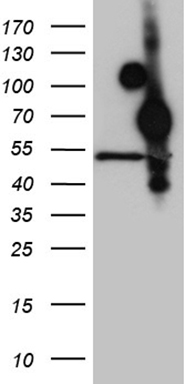FLJ33360 Antibody