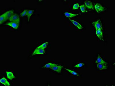 LIPG Antibody