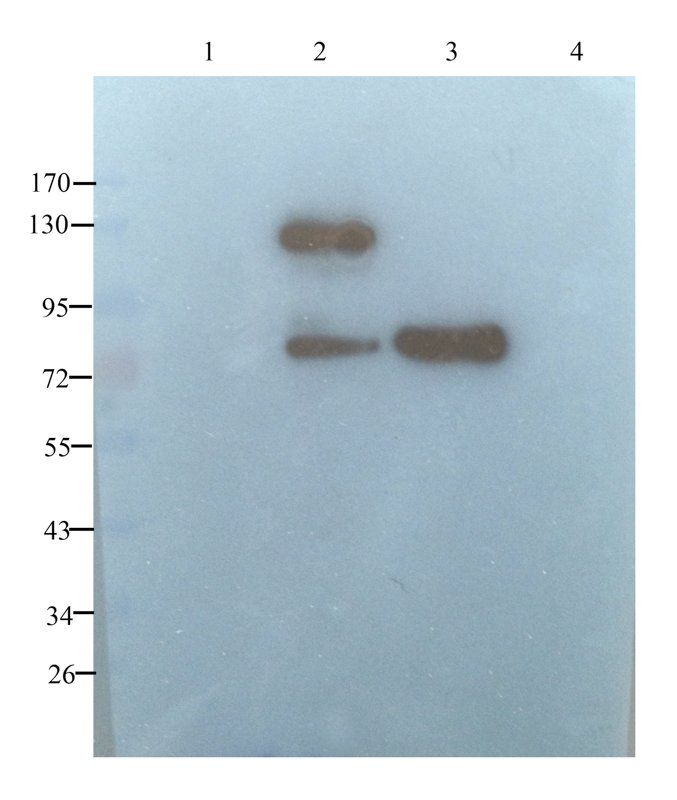 LIPG antibody