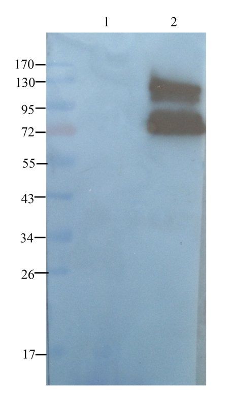 LIPG antibody