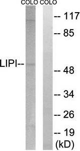 LIPI Antibody