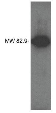 Rabbit Human Lipid Phosphate Phosphatase Related Protein 4 Antibody