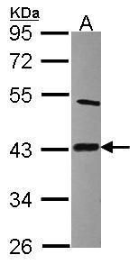 CLP1 antibody [N3C3]